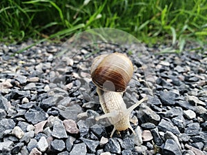 Schnecke