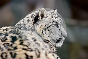 Schneeleopard (Uncia uncia)