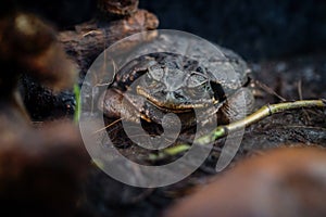 Schneider's Cururu Toad