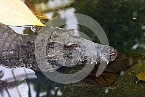 Schneider's smooth-fronted caiman