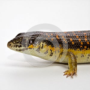 Schneider skink