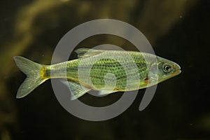 Schneider, spirlin, bleak, riffle minnow Alburnoides bipunctatus.