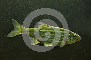 Schneider, spirlin, bleak, riffle minnow Alburnoides bipunctatus.