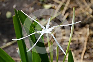 Schnhutchen Hymenocallis latifolia flower