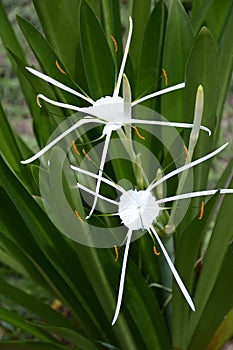 Schnhutchen Hymenocallis latifolia flower