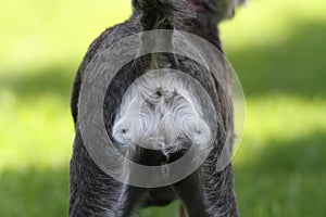 Schnoodle schnauzer dog puppy rear end bottom anus butt