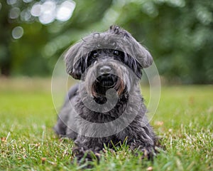 Schnoodle