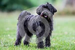 Schnoodle