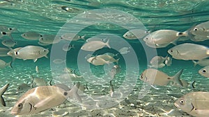 Schoal of fish in crystal clear sea waters of a beach in Majorca. Concept of summer, vacation, relax and enjoy