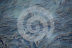 Schoal of fish at the top of the Douro river water