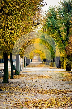 Schoenbrunn empty park alley with autumn trees transforming into