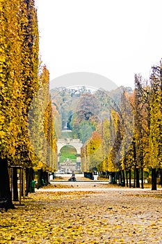 Schoenbrunn park with beautifully clipped maple trees turning br