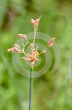Schoenoplectus Flower