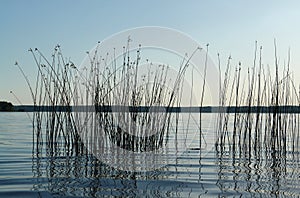 The Schoenoplectus lacustris (the lakeshore bulrush or common club-rush) growing in a water