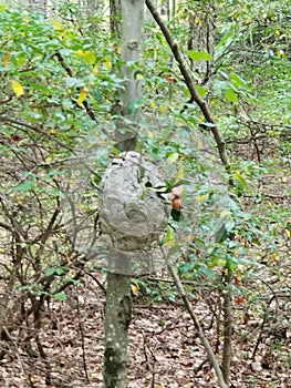 Schoharie nature preserve  trail Hornets