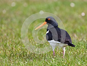 Scholekster, Eurasian Oystercatcher, Haematopus ostralegus