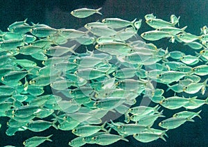 School of Akule also called Bigeye Scad fish Selar crumenophthalmus