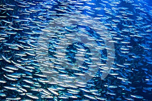 A school of anchovies swimming in the deep blue sea