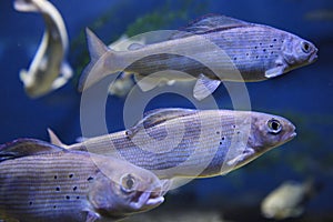 De ártico Junio frío agua dulce nadar en acuario 