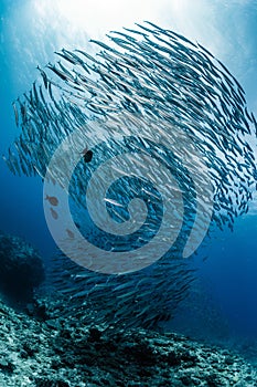 A school of Australian barracuda