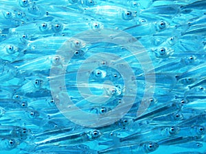 School of Bait Fish photo