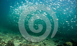 A school of baitfish under a pier in Florida.