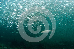 A school of baitfish under a pier in Florida.