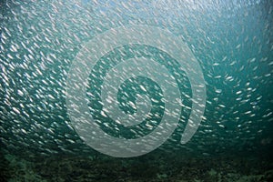 A school of baitfish under a pier in Florida.