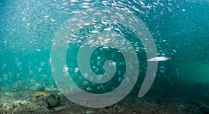 A school of baitfish under a pier in Florida.