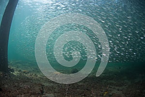 A school of baitfish under a pier in Florida.