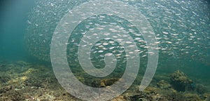 A school of baitfish under a pier in Florida.