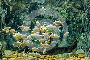 School of Barbodes gonionotus in aquarium fish tank
