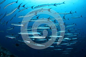 School of Barracuda