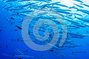 School Barracuda photo