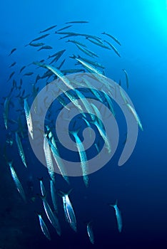 School of barracuda