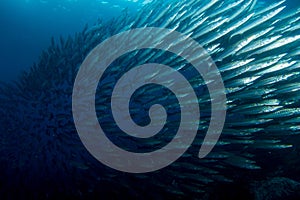 School of Barracuda