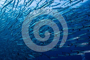 School of Barracuda on the coral reef of Koh Tachai pinnacle in Southern Thailand.