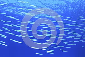 School of Barracuda Fish