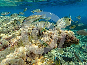 School barracuda fish and scuba divers, underwater mediterranean, marine fish, wild life animal, sea life, nature, marine, sea, fi