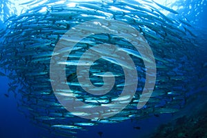 School Barracuda Fish