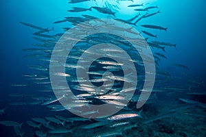 A school of barracuda on the reef, a diver swims in the background