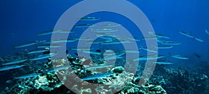 School of barracudas