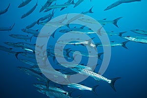 School of barracudas