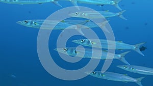 School of barracudas in of blue water swim laps.