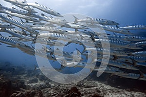 School of barracudas underwate