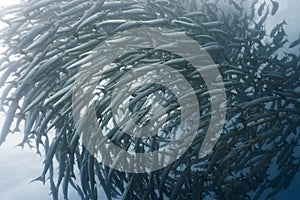 School of barracudas underwate