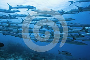 School of barracudas underwater