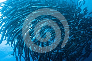 School of barracudas underwater