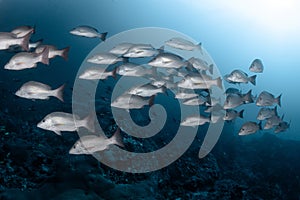 School of Barramundi fish at Bon Island in Andaman Sea