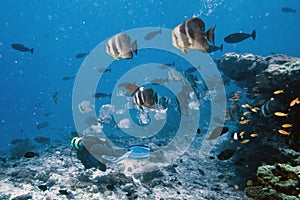 School of bat fish with diver